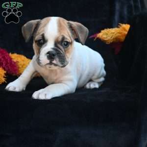 Jax, Miniature Bulldog Puppy